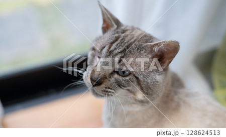 じっと見つめる可愛い猫　シャムトラ猫 128624513
