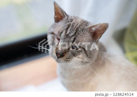 じっと見つめる可愛い猫 シャムトラ猫 じっと見つめる可愛い猫 シャムトラ猫 128624514