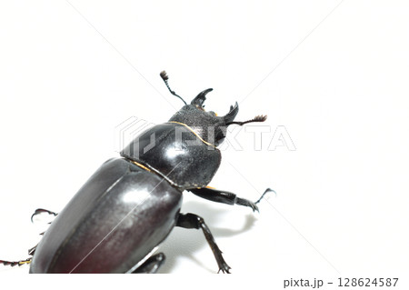 The stag beetle is a large beetle of the genus Lucanus in the stag beetle family. 128624587