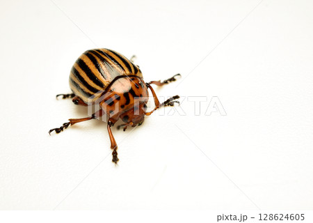Potato pest, Colorado potato beetle. Potato pest, Colorado potato beetle. 128624605