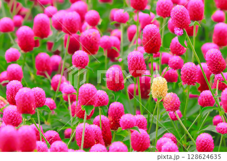 群生する鮮やかな赤い千日紅と一輪の白花千日紅 128624635