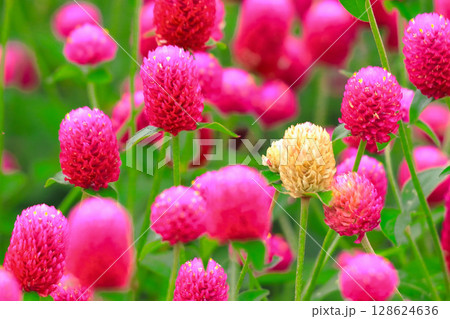 群生する鮮やかな赤い千日紅と一輪の白花千日紅 128624636