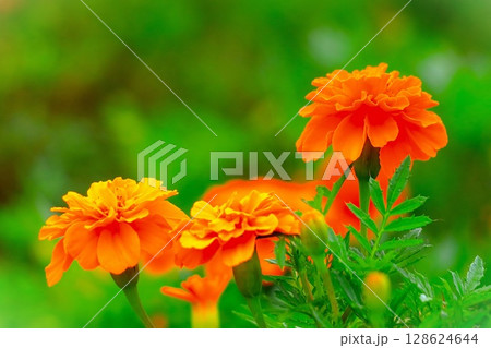 鮮やかなオレンジ色のマリーゴールド 128624644