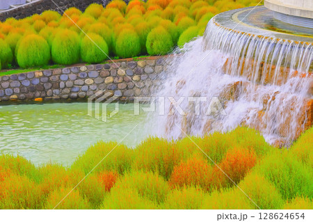 水辺に群生する紅葉直前のコキア 128624654