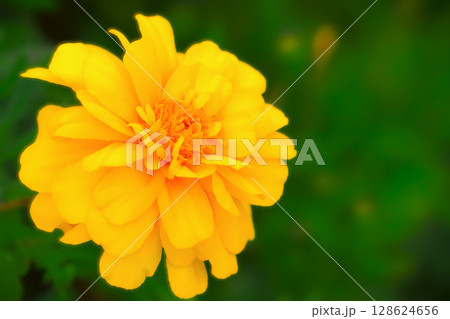 山吹色の美しいマリーゴールド 128624656