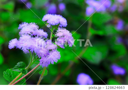 爽やかな青紫のアゲラタム 128624663