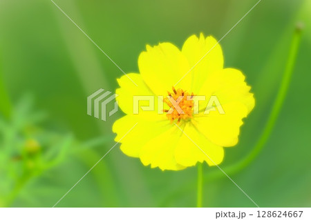 爽やかなレモンイエローの黄花コスモス 爽やかなレモンイエローの黄花コスモス 128624667