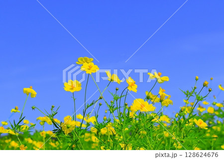 快晴の青空と満開の黄花コスモス 快晴の青空と満開の黄花コスモス 128624676