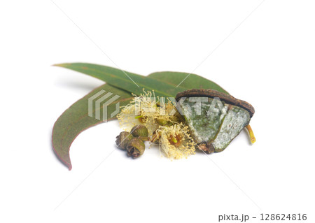 Eucalyptus elongated green leaves and brown seed pods close-up 128624816