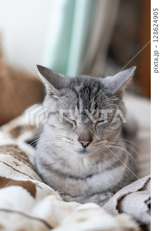 窓辺で眠る猫 サバトラ猫 窓辺で眠る猫 サバトラ猫 128624905