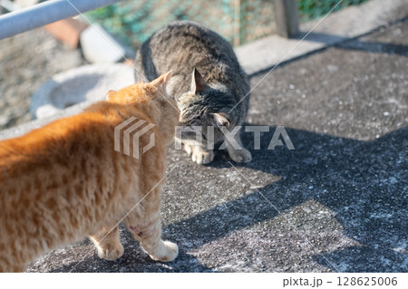 路上であいさつをする二匹の猫 128625006
