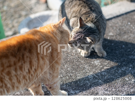 路上であいさつをする二匹の猫 路上であいさつをする二匹の猫 128625008