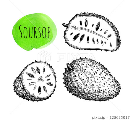 Soursop ink sketch. Soursop ink sketch. 128625017