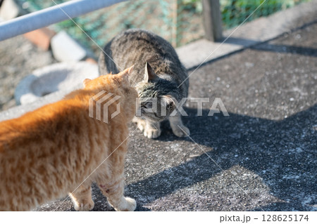路上であいさつをする二匹の猫 128625174