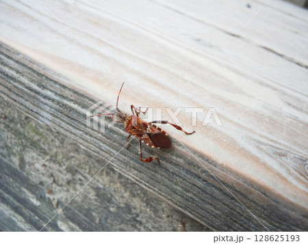 マツヘリカメムシ（長野県塩尻市） 128625193