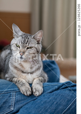飼い主の足の上でくつろぐ可愛い猫　サバトラ猫 128625266