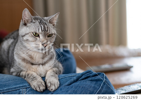 飼い主の足の上でくつろぐ可愛い猫　サバトラ猫 128625269