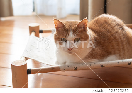 寝転んでくつろぐ猫　茶トラ白 128625270