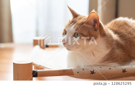 寝転んでくつろぐ猫 茶トラ白 寝転んでくつろぐ猫 茶トラ白 128625295
