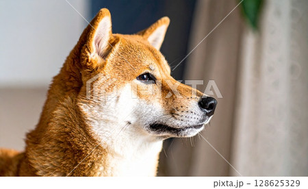 柴犬の横顔 128625329