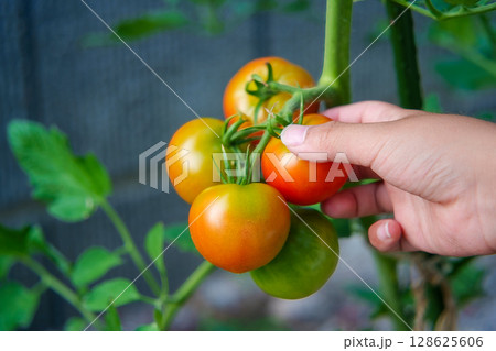 家庭菜園で出来た中玉トマト 128625606
