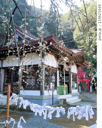 春の日奈久温泉神社　梅が咲く境内　（熊本県八代市） 128625849