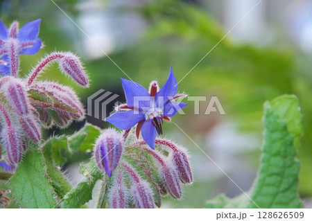 ボリジの花 128626509