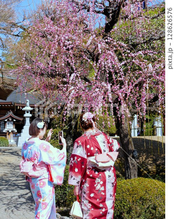 春の水前寺公園 出水神社前のしだれ梅と自撮りする着物姿の女性 春の水前寺公園 出水神社前のしだれ梅と自撮りする着物姿の女性 128626576