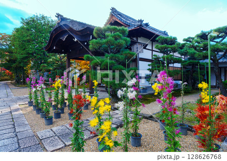 菊が咲く法金剛院 128626768