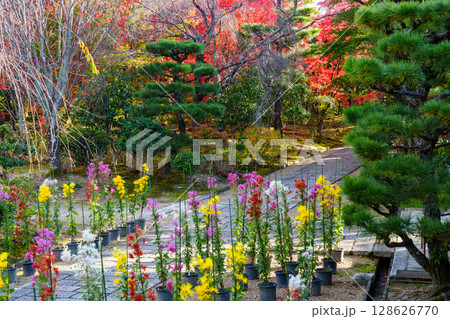 菊が咲く法金剛院 128626770