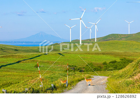 【北海道_稚内市_宗谷岬】宗谷丘陵から望む利尻富士 128626892
