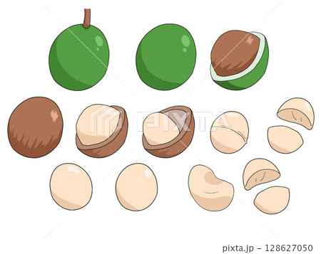 マカダミアナッツのイラスト 128627050