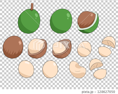 Illustration of macadamia nuts 128627050