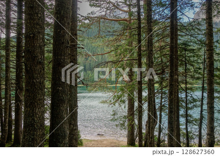 the Black lake surrounded by pine forest in Durmitor National Park, Zabljak, Montenegro 128627360