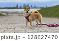 Adorable red Shiba Inu dog happily walking on lush green gras 128627470