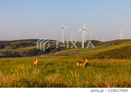【北海道_稚内市_宗谷岬】日本最北端の地　宗谷丘陵 128627808