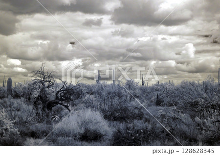 Sonoran Desert Arizona in Infrared Sonoran Desert Arizona in Infrared 128628345