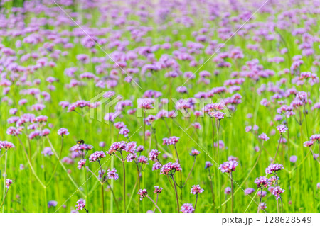 Verbena bonariensis flowers, Argentinian Vervain or Purpletop Vervain, Clustertop Vervain, Tall Verbena, Pretty Verbena, in garden 128628549
