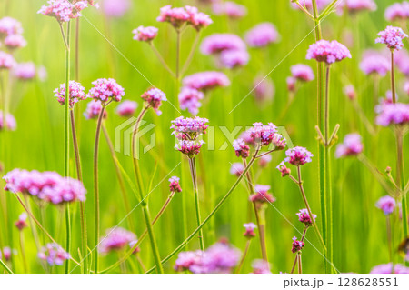 Verbena bonariensis flowers, Argentinian Vervain or Purpletop Vervain, Clustertop Vervain, Tall Verbena, Pretty Verbena, in garden Verbena bonariensis flowers, Argentinian Vervain or Purpletop Vervain, Clustertop Vervain, Tall Verbena, Pretty Verbena, in garden 128628551