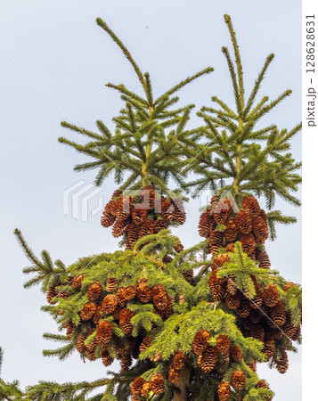 Fresh fir branches with green needles and brown cones. 128628631
