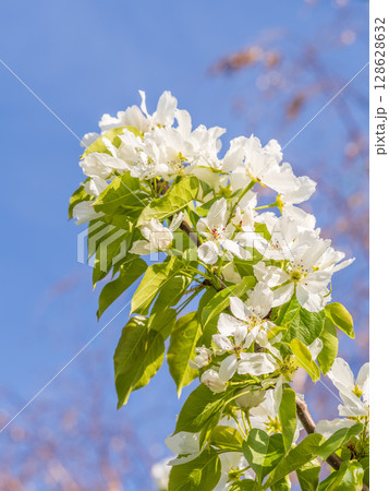 Apple tree branches with white flowers on a background of blue clear sky. 128628632