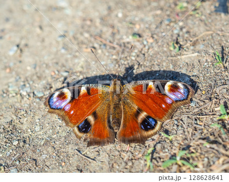 Peacock butterfly on the ground among the grass Peacock butterfly on the ground among the grass 128628641