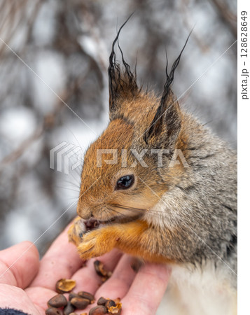 Squirrel eats nuts from a man's hand. Caring for animals in winter or autumn. Squirrel eats nuts from a man's hand. Caring for animals in winter or autumn. 128628649
