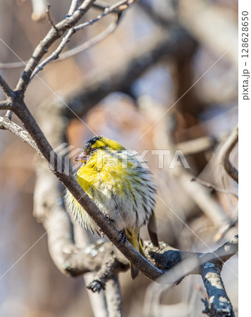 Eurasian siskin male, latin name spinus spinus, sitting on branch of tree. Cute little yellow songbird. Eurasian siskin male, latin name spinus spinus, sitting on branch of tree. Cute little yellow songbird. 128628650
