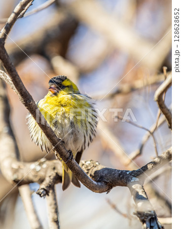Eurasian siskin male, latin name spinus spinus, sitting on branch of tree. Cute little yellow songbird. 128628652