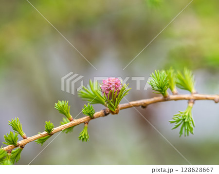 Larch tree fresh pink cones blossom at spring on nature background 128628667