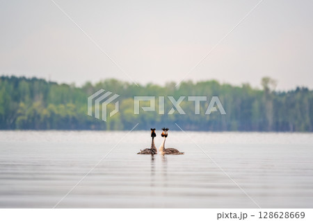 Mating games of two water birds Great Crested Grebes. Two waterfowl birds Great Crested Grebes swim in the lake with heart shaped silhouette Mating games of two water birds Great Crested Grebes. Two waterfowl birds Great Crested Grebes swim in the lake with heart shaped silhouette 128628669