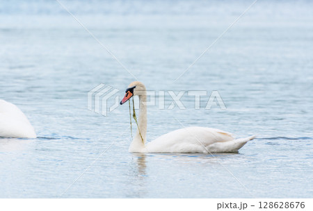 Graceful white Swan swimming in the lake, swans in the wild. Portrait of a white swan swimming on a lake. 128628676