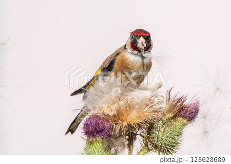 European goldfinch, feeding on the seeds of thistles. Carduelis carduelis. European goldfinch, feeding on the seeds of thistles. Carduelis carduelis. 128628689