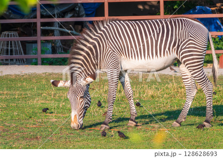 Grevy's zebra, lat Equus grevyi, also known as the imperial zebra eats green grass. Grevy's zebra, lat Equus grevyi, also known as the imperial zebra eats green grass. 128628693